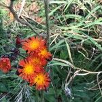 Pilosella aurantiaca 花