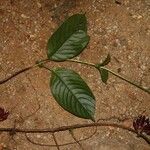 Sabicea pilosa Habit