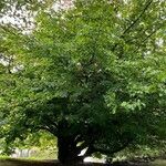 Parrotia persica Συνήθη χαρακτηριστικά