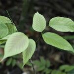 Spatholobus multiflorus Hoja