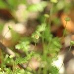 Cotula australis Flower