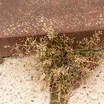 Eragrostis minor Fruit