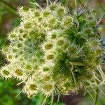 Daucus carota Gyümölcs