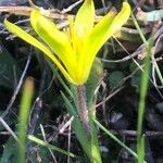 Gagea nevadensis Fleur