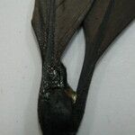 Kutchubaea insignis Other