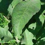 Solanum mauritianum Blad