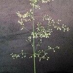 Agrostis capillaris Кветка