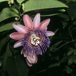 Passiflora laurifolia Kwiat
