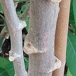 Manihot esculenta Bark