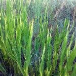 Baccharis trimera Прочее