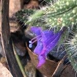 Echium asperrimum Fleur