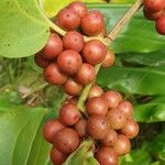 Smilax rotundifolia Fruit