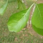 Gardenia ternifolia Leaf