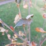 Salix × quercifolia