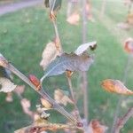 Salix × quercifolia Bark