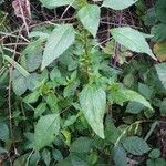 Acalypha virginica Hábitos