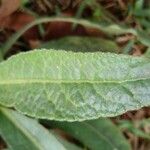 Elephantopus mollis Leaf