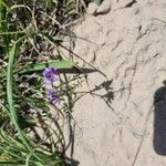Vicia ludoviciana Flor