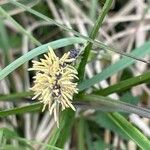 Carex flacca Floare