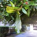 Quercus fusiformis Hoja