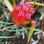 Lambertia