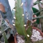 Rhipsalis elliptica Кветка