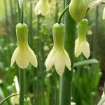 Ornithogalum princeps