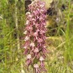 Orchis × spuria ফুল