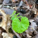 Vitis rotundifoliaFuelha