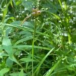 Allium canadense Fruit