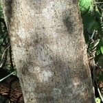 Commiphora mollis Casca