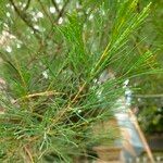 Casuarina equisetifolia Lehti