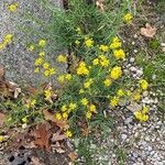 Senecio inaequidens Агульны выгляд