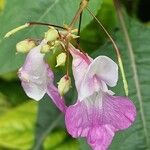 Impatiens balfouriBlodyn