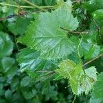 Vitis ripariaLevél