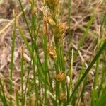 Carex divulsa Blomst