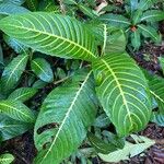 Sanchezia oblonga Leaf