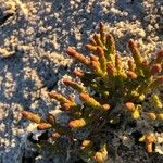 Salicornia europaea ഇല