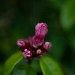 Strophanthus gratus Flower