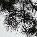 Pinus echinata Hoja