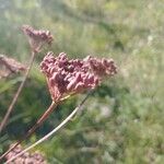 Seseli annuum Blüte