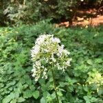 Valeriana officinalisBlodyn