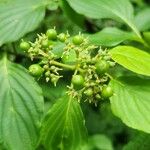 Cornus alternifolia Plod