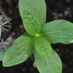 Zinnia spp. Leaf