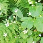 Saxifraga rotundifoliaFlor