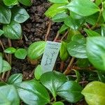 Peperomia glabella Ліст