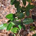 Ilex vomitoria Leaf