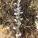 Delphinium gracile Flower