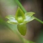 Angraecum multiflorum Flower