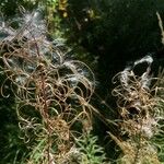 Epilobium angustifolium Fruit